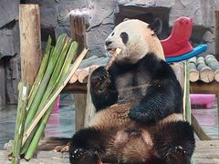 -栾川竹海野生动物园