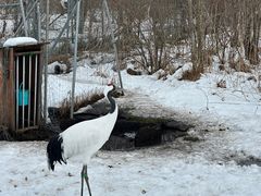 -钏路市丹顶鹤自然公园