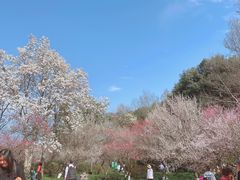 -杭州植物园