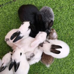 -萌宠亲子动物乐园(槐房万达店)