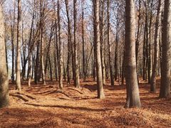 -上海海湾国家森林公园