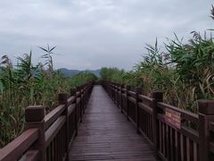 -芒洲湿地公园