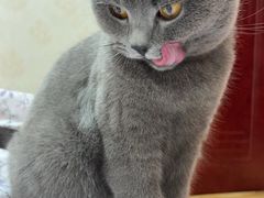 -伟伟宠物医院·瑞派猫友好医院·猫科(光谷店)
