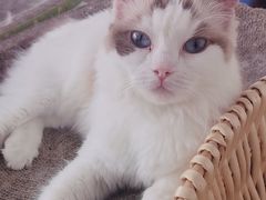 -怪兽屋·羊驼·猫咖·狗咖(俊华广场店)