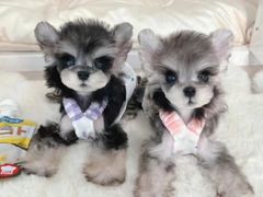 -萌宠之家·腊肠犬·马尔泰·小体犬舍