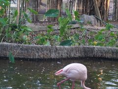 -清迈夜间动物园