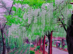 -嘉定紫藤园