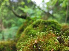 -铁山坪森林公园