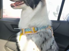 -小叮当动物医院·骨科·眼科