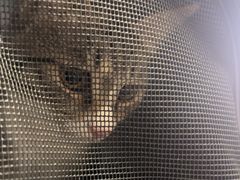 -瑞派福兴宠物医院犬猫全科·骨科·中西医结合(河东店)