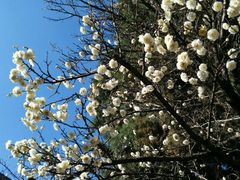 龍王廟裡的梅花-海源寺