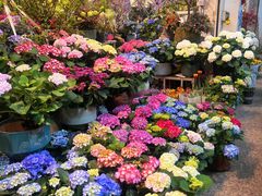 -双季花艺园艺市场(浦东店)