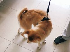 -申普宠物医院·眼科·心内科·影像科(普陀分院)