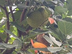 -南宫五洲植物乐园