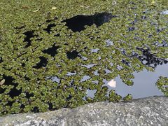 -成都市活水公园