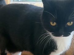 -是阿柴呀！柴犬咖啡·爱喵喵猫咖