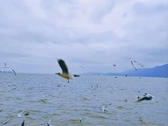 -滇池海埂公园