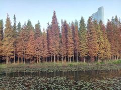 -艾溪湖湿地公园