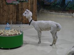 -大连圣亚海洋世界