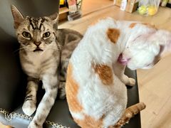 -瑞派康怡24h宠物医院·犬猫医疗中心·微创绝育(瑞景分院)