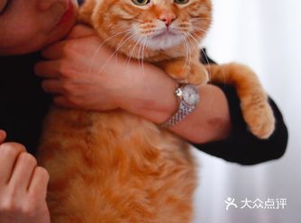 北京猫咪免费领养胖大橘凰儿同学