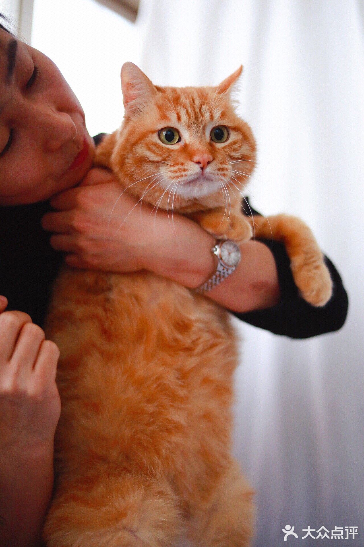 北京猫咪免费领养🐱胖大橘凰儿同学