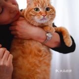 北京猫咪免费领养🐱胖大橘凰儿同学