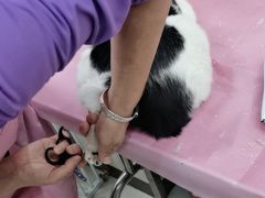 -北京观赏动物医院·24小时大型综合·猫专科·异宠专科