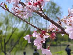 -顾村公园