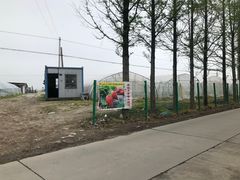 -喜杨洋草莓采摘园