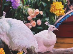 -正佳雨林生态植物园