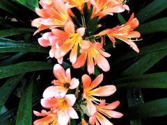 -墨尔本皇家植物园