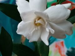 -CoCo都可(和畅堂店)