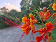 -中国科学院华南植物园