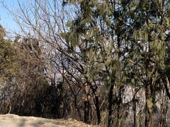 -鬼笑石后山停车场