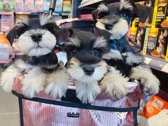 -萌兽医馆·眼科·异宠专科(三里屯店)