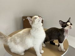 -琪喵猫屋·撸猫猫咖·猫舍