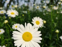 -昆山城市生态森林公园