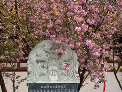 -西安青龙寺遗址景区