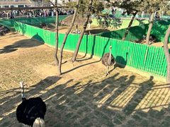 -西霞口神雕山野生动物世界