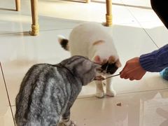 -平行世界·猫咖(首经贸店)