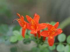 -国家植物园南园