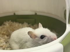 -瑞派·关忠动物医院猫科外科·异宠·24小时转诊中心(祥云店)