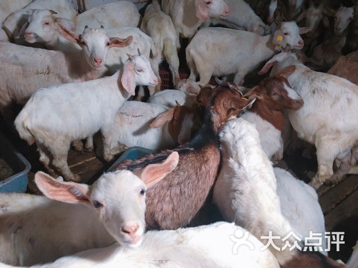 132老兵烤全羊图片 - 第187张