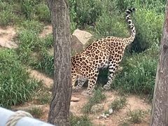 -西霞口神雕山野生动物世界