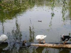 -翠湖公园