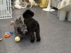 -有喵·猫咖·狗咖·30几只猫10只小狗(岗厦店)