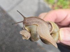 -九科绿洲