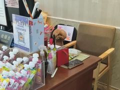 -宠爱国际动物医院·消化内科·心肾内科·ISFM猫友好(望京店)