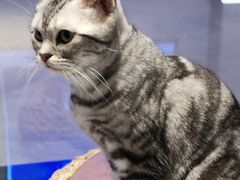 -momokira米努特·德文卷毛猫·棉花面纱犬